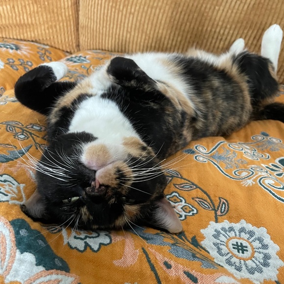 cats! - Picture 4 of 16